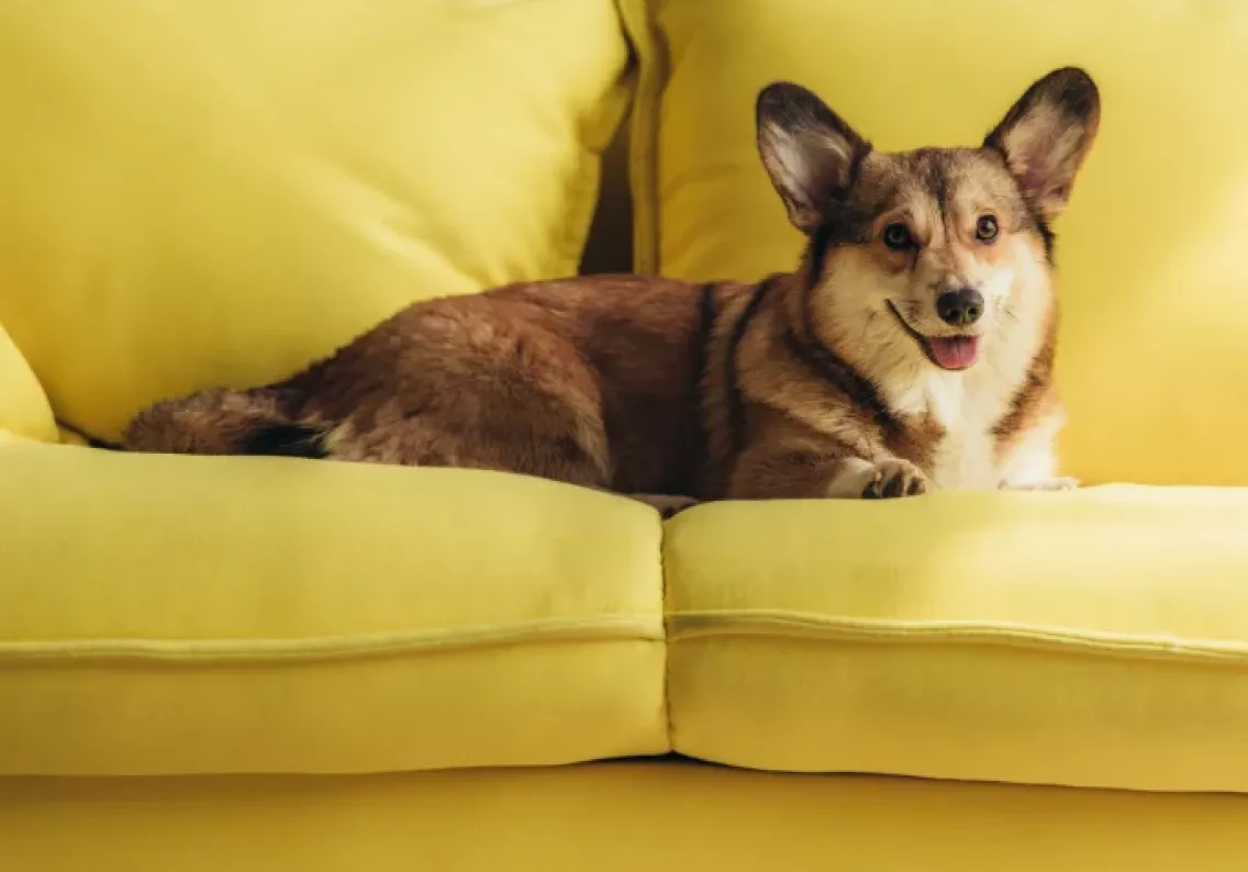 Perro descansa en un sofá amarillo