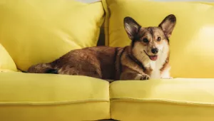 Perro corgi descansa sobre sofá amarillo